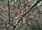 PLUM BLOSSOMS 